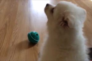 Cutest Puppy Noises! (Compilation)