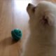 Cutest Puppy Noises! (Compilation)