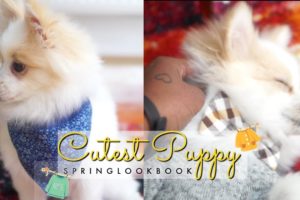 Cutest Puppy Spring Lookbook | Pomeranian