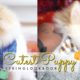 Cutest Puppy Spring Lookbook | Pomeranian