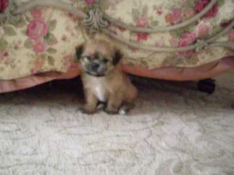 ♥Cutest Puppy♥