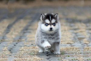 Cutest Siberian Husky Puppies Video Compilation