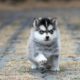 Cutest Siberian Husky Puppies Video Compilation