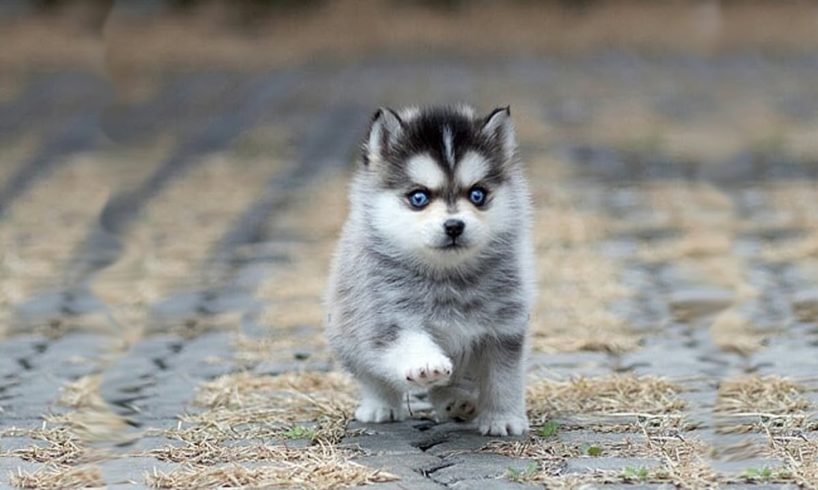 Cutest Siberian Husky Puppies Video Compilation