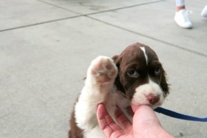 Cutest Springer Spaniel Puppy | Champ