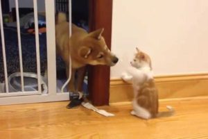Cutest puppy and kitten fight (Shiba Inu)