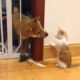 Cutest puppy and kitten fight (Shiba Inu)