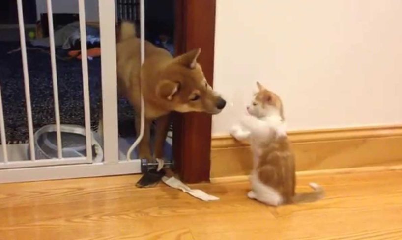 Cutest puppy and kitten fight (Shiba Inu)
