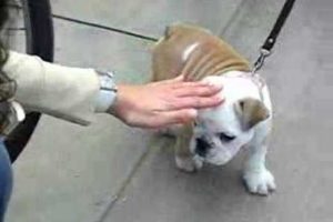 Cutest puppy ever- bulldog baby