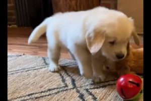 Cutest puppy ever humorously attacks jingle bell