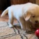 Cutest puppy ever humorously attacks jingle bell
