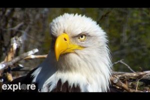 Decorah Eagles powered by EXPLORE.org