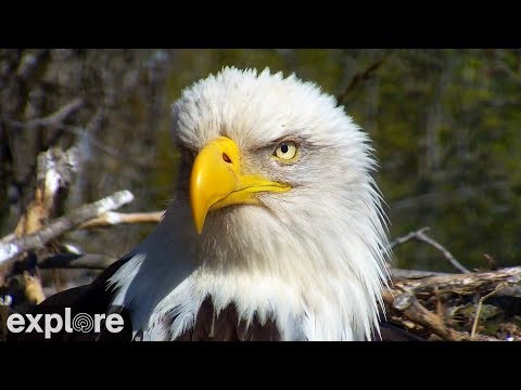 Decorah Eagles powered by EXPLORE.org