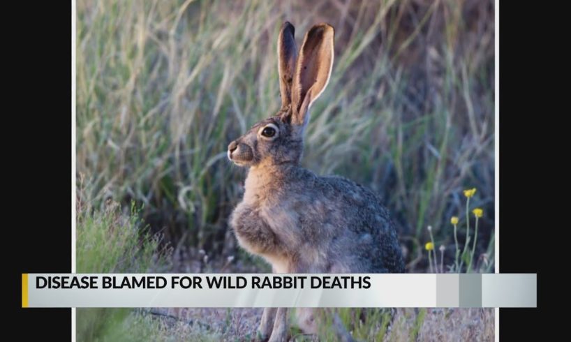 Disease blamed for wild rabbit deaths