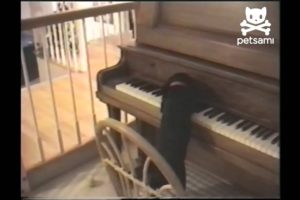 Dog Plays Piano And Sings Along