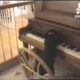 Dog Plays Piano And Sings Along