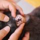 Dog Rescued Video Tick Removal And Cleaning Ear