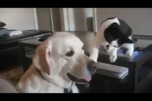 Dog ? and cat ? funny playing video 2020 | Lods Tv