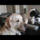 Dog ? and cat ? funny playing video 2020 | Lods Tv