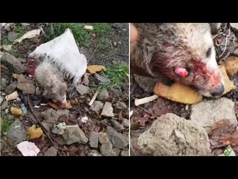 Dog's eye pops out after traumatic injury rescued