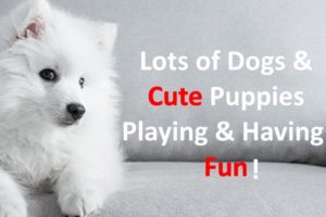 Dogs and Cute Puppies Playing and Having Fun. TV For Dogs