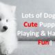 Dogs and Cute Puppies Playing and Having Fun. TV For Dogs