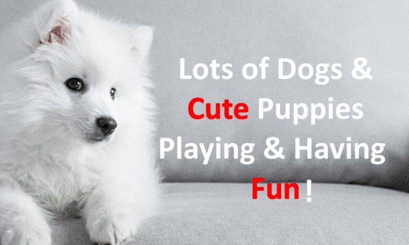 Dogs and Cute Puppies Playing and Having Fun. TV For Dogs