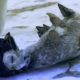Emperor Penguin Mourns the Death of Chick | BBC Earth
