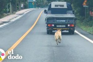 Esta mamá persigue a un camión que lleva a sus cachorros | El Dodo