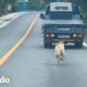 Esta mamá persigue a un camión que lleva a sus cachorros | El Dodo