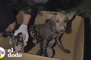 Estos perritos estaban atascados en capas de brea y rocas | El Dodo