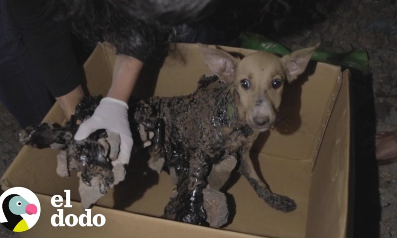 Estos perritos estaban atascados en capas de brea y rocas | El Dodo