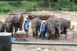 FUNNY ELEPHANTS  PLAY INSTRUMENTS