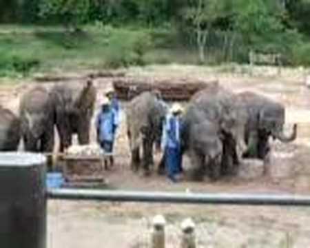 FUNNY ELEPHANTS  PLAY INSTRUMENTS
