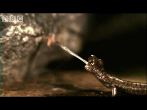 Fastest animals on Earth in slow motion - Animal Camera - BBC