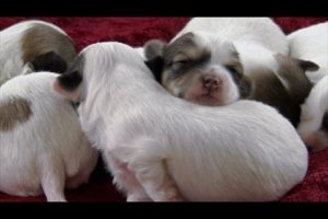 Five Cutest Puppy Piles | Too Cute!