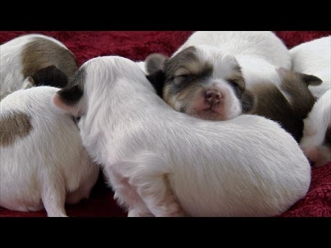 Five Cutest Puppy Piles | Too Cute!