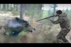Five attacks of wild beasts on hunters during hunting