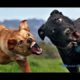 Funniest Animals ? - Awesome Funny Animals' Life Videos ? - Cutest Animals Ever