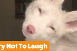 Funniest Cutest Pets | Funny Pet Videos