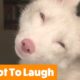 Funniest Cutest Pets | Funny Pet Videos