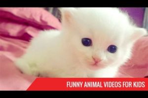 Funny Animal Videos for Kids