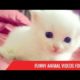 Funny Animal Videos for Kids