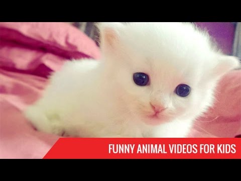 Funny Animal Videos for Kids