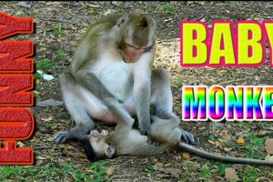 Funny Baby Monkey Playing with Dad | WildLife Animals