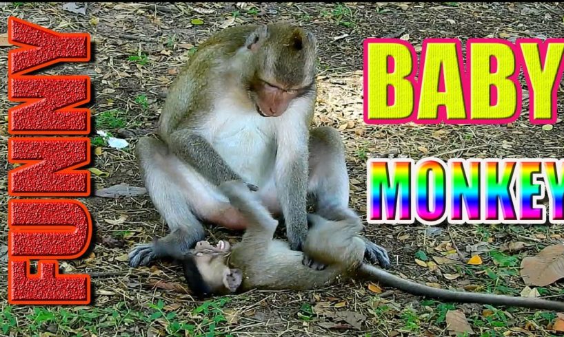 Funny Baby Monkey Playing with Dad | WildLife Animals