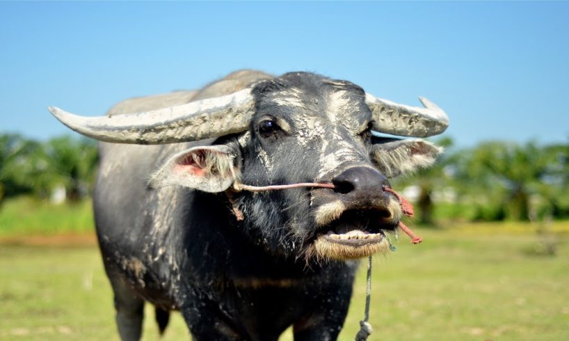 Funny Buffalo Playing With Children | Funny Animals