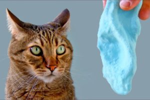 Funny Cat Reacts To Slime - WILL IT LIKE SLIME ??