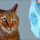 Funny Cat Reacts To Slime - WILL IT LIKE SLIME ??