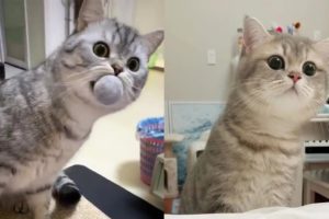 Funny Cats And Dogs - Aww Cute Pets Tik Tok Video 2020 | Pets Paws